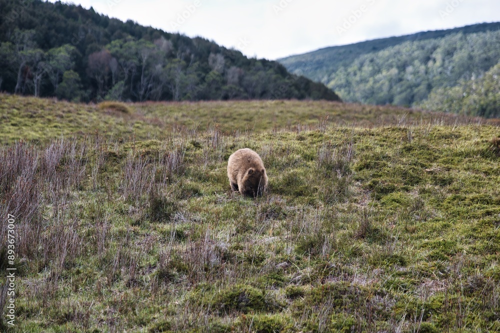 Obraz premium Big fluffy wombat chews on grass in a mountain landscape. Beautiful and cute wombat with brown fur feeding on the grass of Cradle Mountain National Park, Tasmania, Australia. 