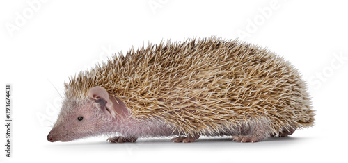 Female adult Lesser Tenrec, walking side ways. Looking straight ahead away from camera. Isolated on a white background. photo