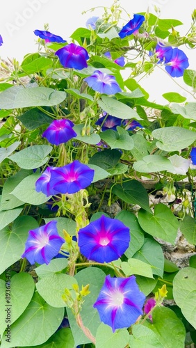 Ipomoea Morning glory flowers photo