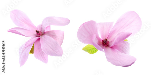 Two beautiful magnolia flowers isolated on white