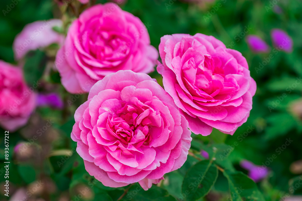 Photo of growing flowers in the garden Photo of growing flowers in the garden