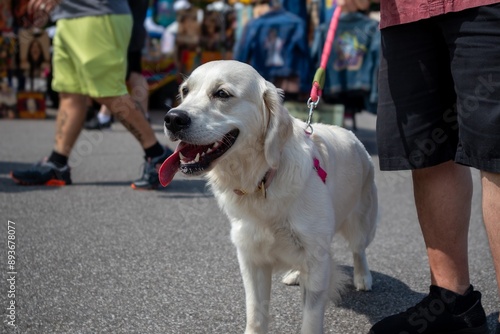 Photography Golden retriever close up at a farmers market in summer