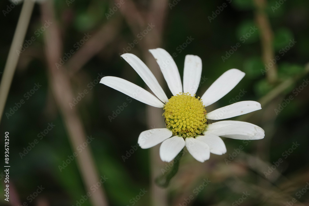 Obraz premium An Oxeye daisy with a missing petal