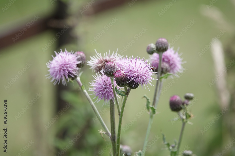 Flowers of thistles (Cirsium)