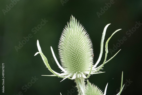 The head of a teasel photo