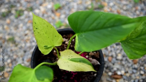 Closeup to fresh leaf of Homolomena SP marble varigated    photo