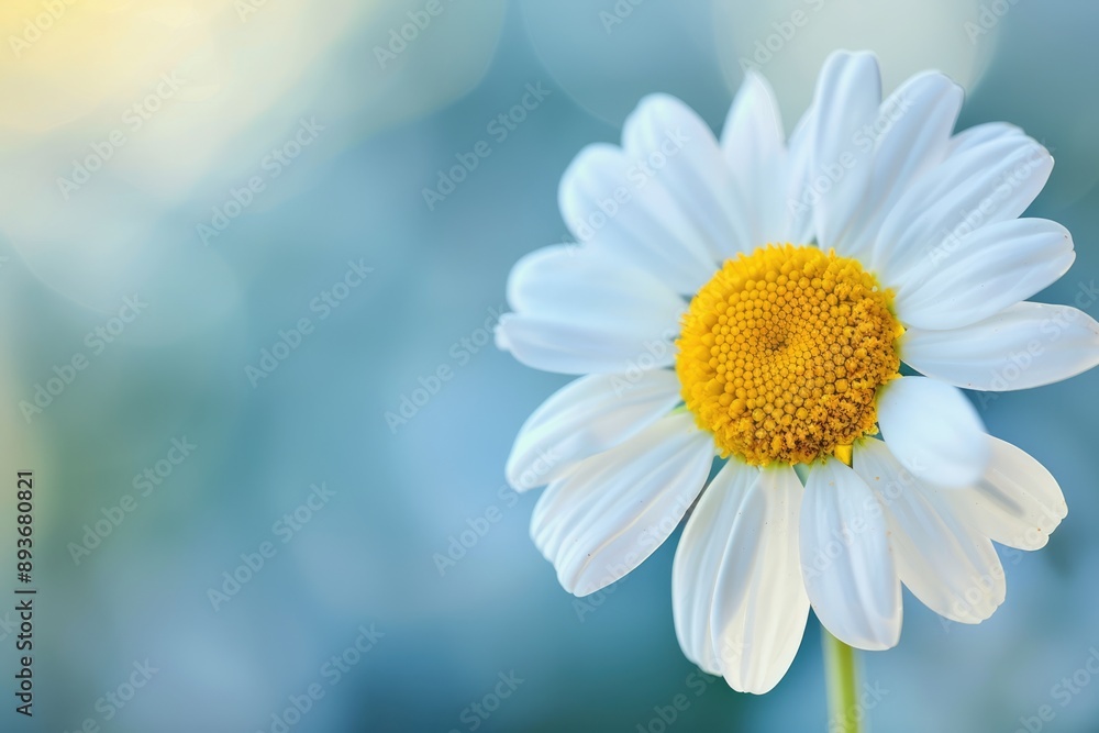 Close-up of single daisy flower against soft blue background Close-up of single daisy flower against soft blue background