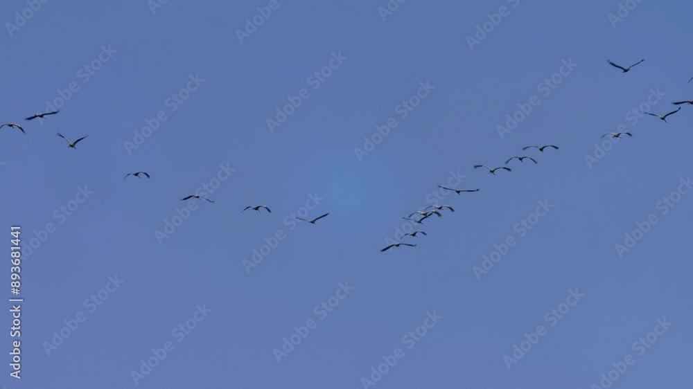Common Cranes flying overhead
Common Cranes in Agamon flying in v formation, migration, Hula valley, Israel
Common Cranes flying overhead
Common Cranes in Agamon flying in v formation, migration, Hula valley, Israel