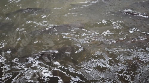 A large group of fish in natural fresh water sources eats food.