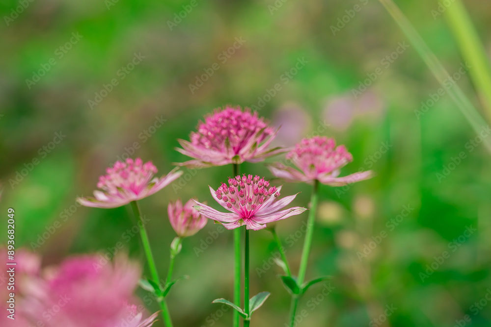 Fototapeta premium Photo of growing flowers in the garden