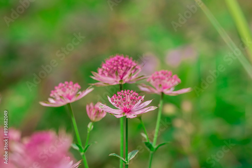 Photo of growing flowers in the garden