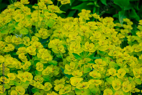 Photo of growing flowers in the garden photo