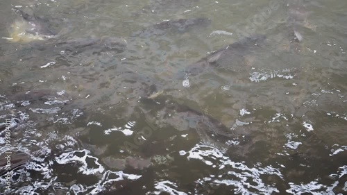 A large group of fish in natural fresh water sources eats food.