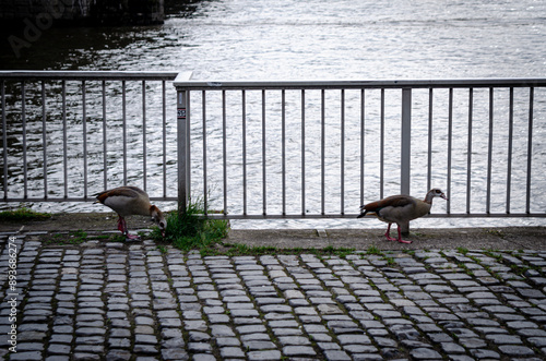 RhineRiver in Cologne, Germany. photo