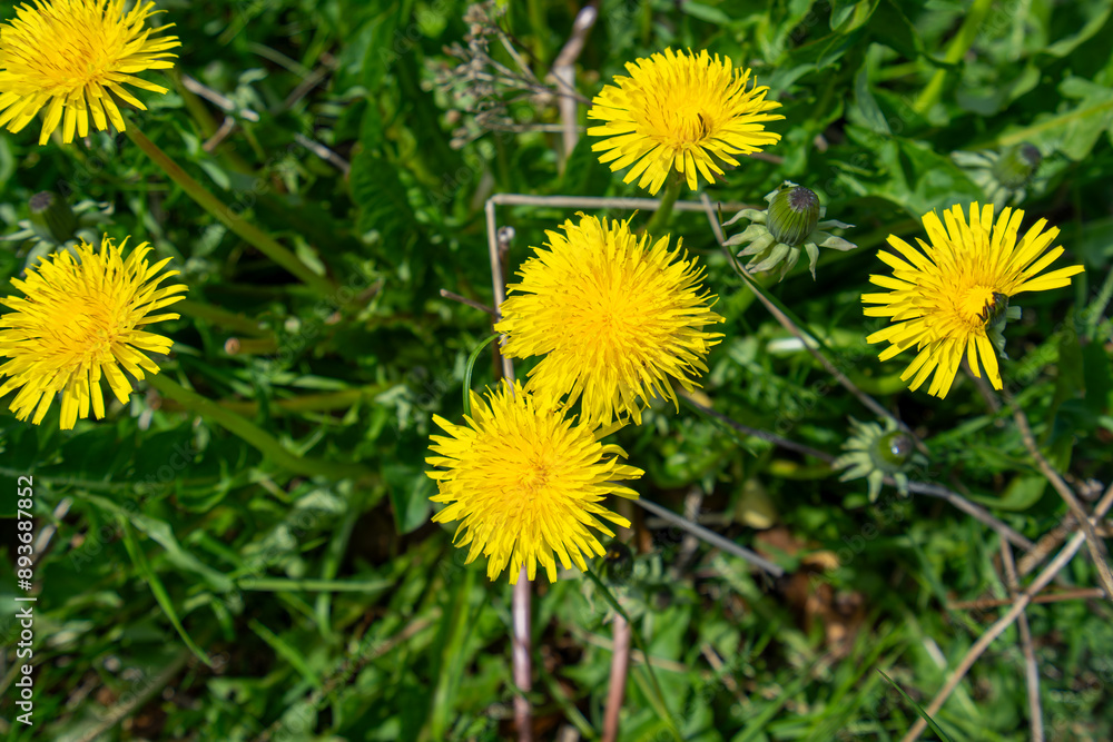 A close-up view of radiant yellow dandelion flowers amidst lush greenery. Captures the natural beauty and detail of flora in Copenhagen, Denmark. A close-up view of radiant yellow dandelion flowers amidst lush greenery. Captures the natural beauty and detail of flora in Copenhagen, Denmark.