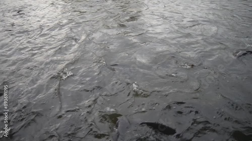 A large group of fish in natural fresh water sources eats food.