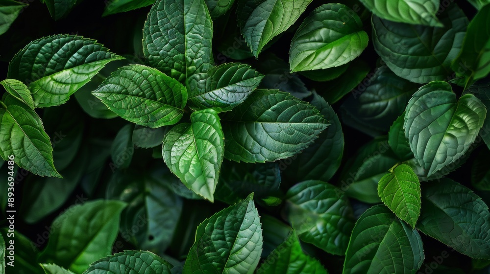 A close up of green leaves with a mood of freshness and vitality A close up of green leaves with a mood of freshness and vitality