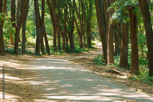 city park in the summer season, nature and path, beautiful view