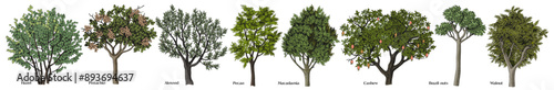 Vector set of hand drawn nut trees