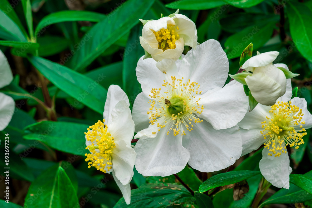 Fototapeta premium Photo of growing flowers in the garden