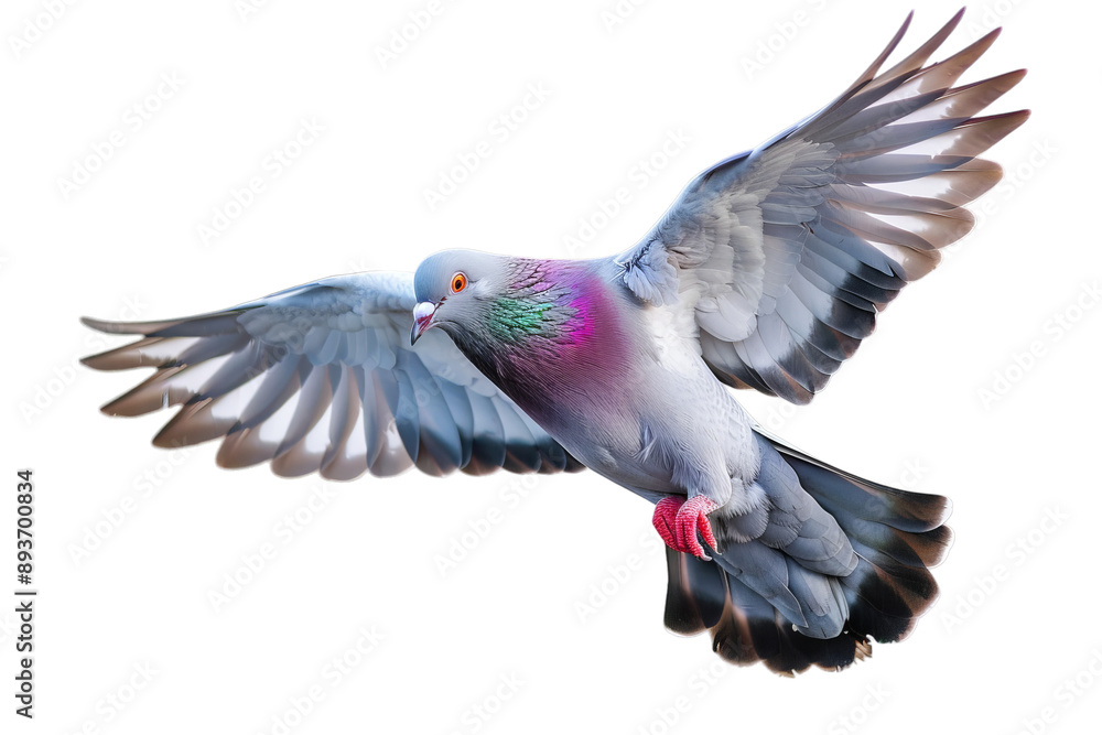 Pigeon flying isolated on white background, png