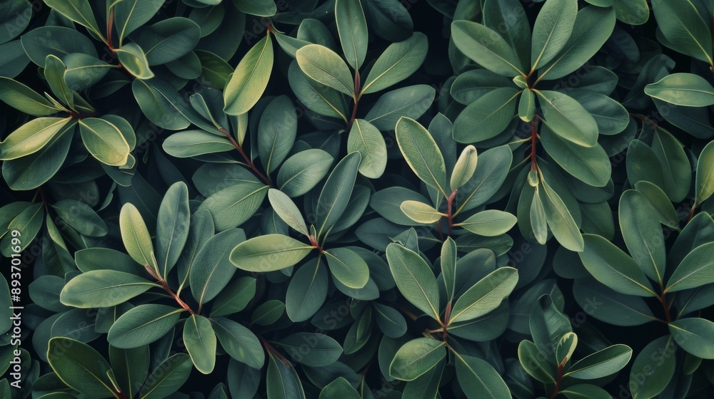 A close up of green leaves with a mood of serenity and calmness A close up of green leaves with a mood of serenity and calmness