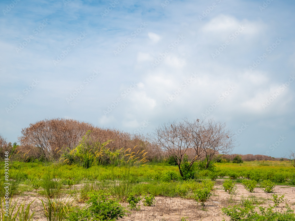 Dead trees in the middle of an open area and surrounded by lush green grass and a clear sky Dead trees in the middle of an open area and surrounded by lush green grass and a clear sky