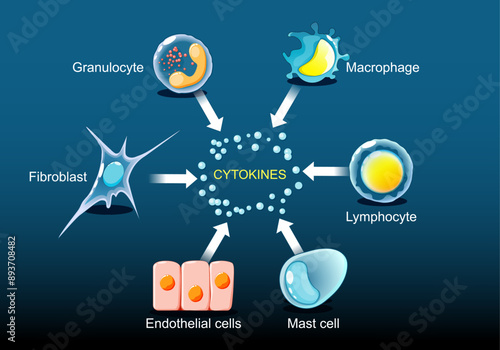 Cytokines that produced by macrophage, lymphocyte, mast cell, endothelial cells, fibroblast and Granulocyte