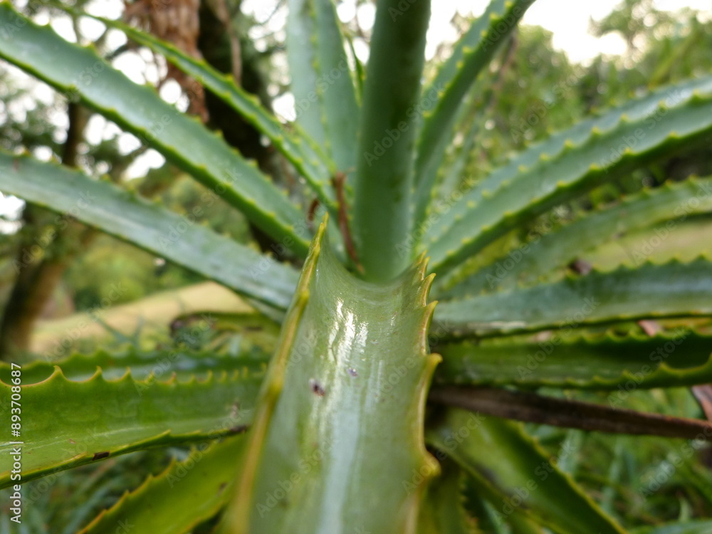 aloe vera plant aloe vera plant
