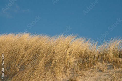 Düne an der holländischen Nordsee