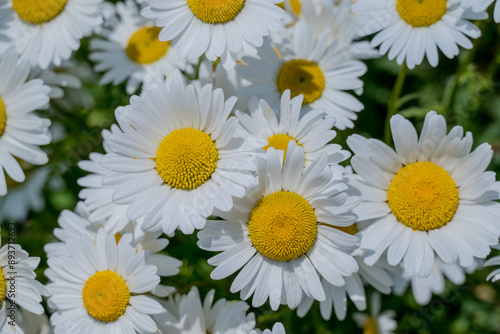 Photo of growing flowers in the garden