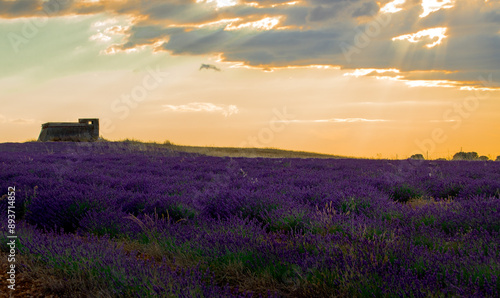 Atardecer en campo de lavanda