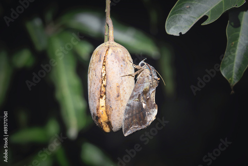 Fruit sucking moth eating a ripe mango using the mouth or proboscis to pierce through the peel of ripe fruit to suck and eat nectar at night. photo