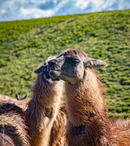 Llamas of all colors and sizes walking around a field and enjoying a beautiful sunny afternoon. Cochasqui, Ecuador. photo