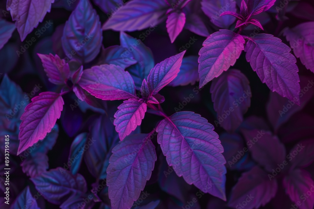 A rich, bold purple color that adds depth and dimension to the image, creating a sense of luxury and sophistication. The vibrant hue commands attention and evokes feelings of creativity and wisdom. A rich, bold purple color that adds depth and dimension to the image, creating a sense of luxury and sophistication. The vibrant hue commands attention and evokes feelings of creativity and wisdom.