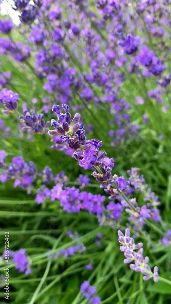 Close-up flowers of purple lavender fluttering in the wind in the summer garden. Vertical post. Concept: herb, aroma plant, Lavender field Close-up flowers of purple lavender fluttering in the wind in the summer garden. Vertical post. Concept: herb, aroma plant, Lavender field