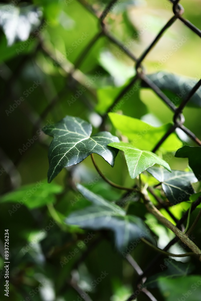 A closeup of dark green ivy leaves growing on a chain link fence A closeup of dark green ivy leaves growing on a chain link fence