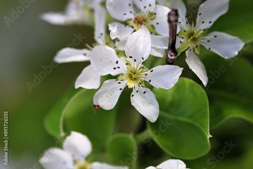 Closeup of blooming white flowers