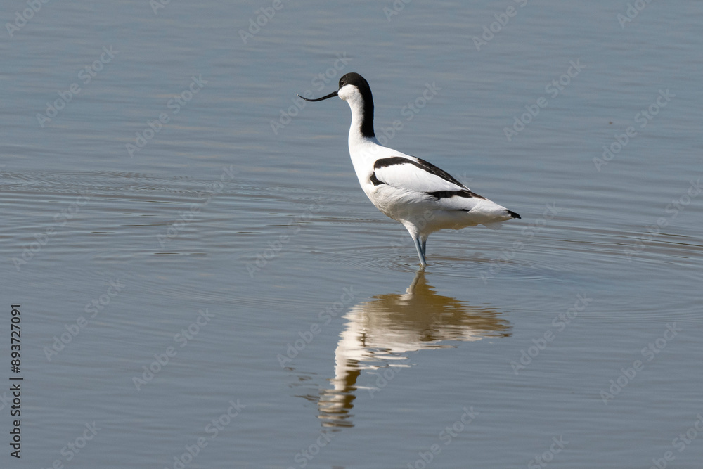 Avocette élégante, Recurvirostra avosetta, Pied Avocet, Marais salant, Guérande, 44, Loire Atlantique, France Avocette élégante, Recurvirostra avosetta, Pied Avocet, Marais salant, Guérande, 44, Loire Atlantique, France