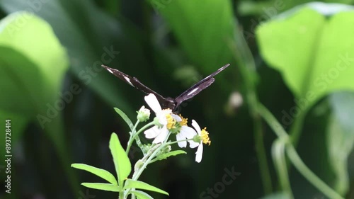 Butterfly and flowers in garden.