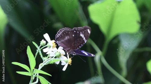 Butterfly and flowers in garden.