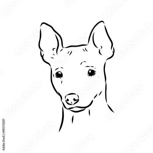 American naked Terrier an American hairless terrier dog American naked terrier vector sketch