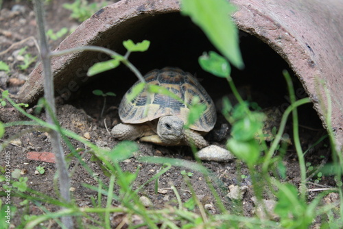 Tortue