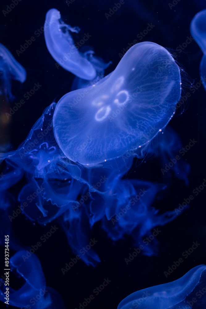 Portrait of a jellyfish on a dark background in an aquarium Portrait of a jellyfish on a dark background in an aquarium