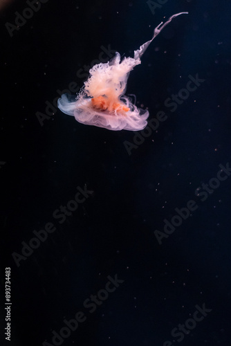 Portrait of a jellyfish on a dark background in an aquarium