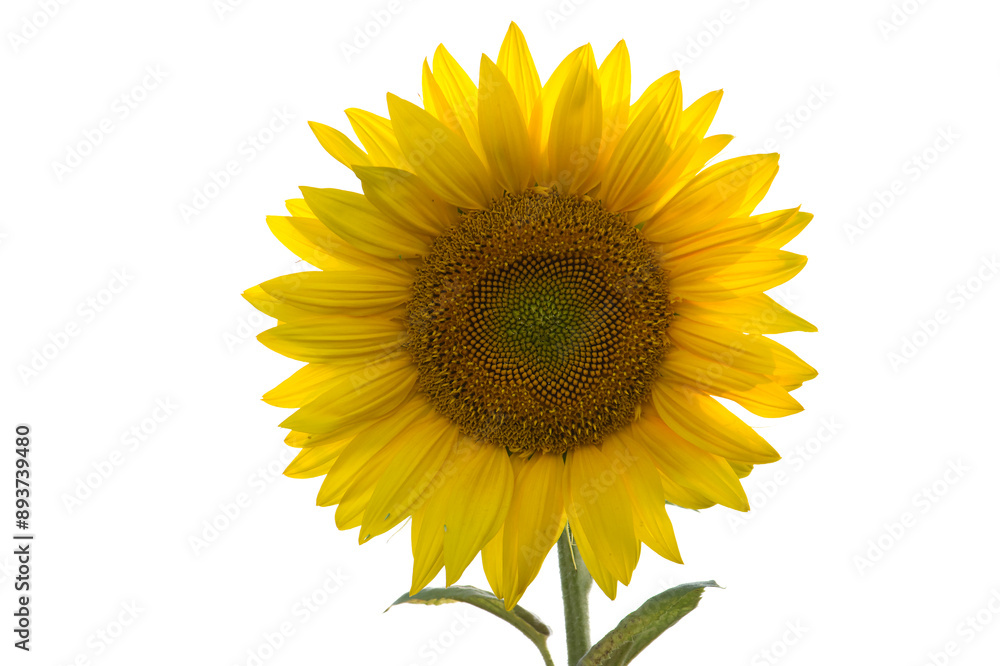 Fototapeta premium Vibrant sunflower in full bloom isolated on white background