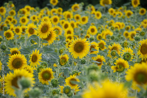 Vibrant sunflower field in full bloom under sunlight during summer