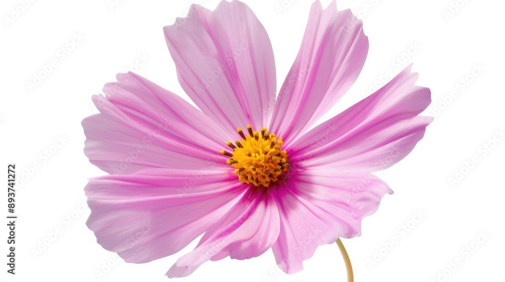 Pink Cosmos Flower on White Background with Deep Focus and Close up View Pink Cosmos Flower on White Background with Deep Focus and Close up View