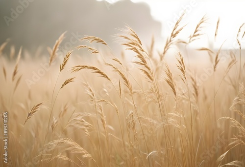 Pampas grass outdoor in light pastel colors. Dry reeds boho style.