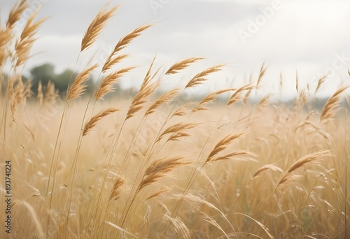 Pampas grass outdoor in light pastel colors. Dry reeds boho style. 